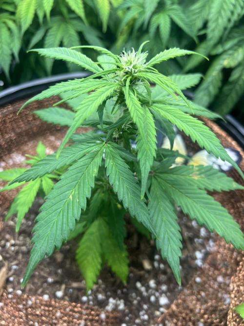 Sticky Broccoli auto flower (very first). Week 7