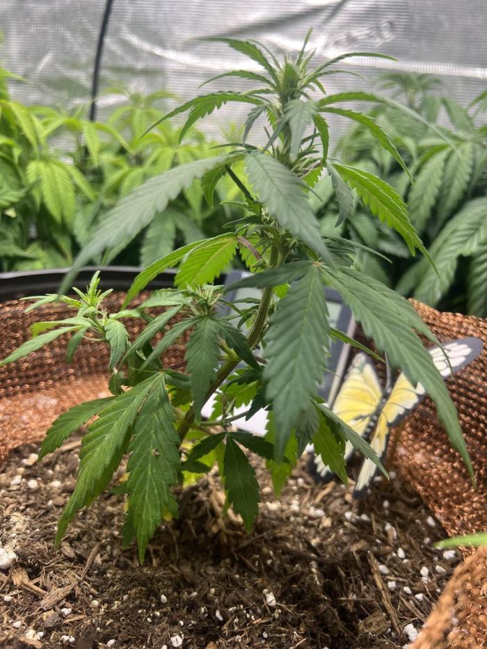 Sticky Broccoli auto flower (very first). Week 6