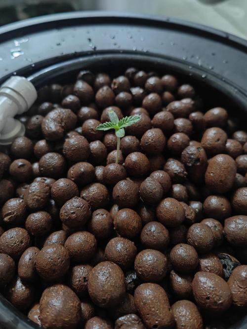 Grow Tent 3x3x6. Week 1