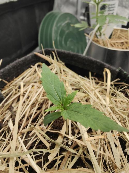 White Widow F1 Hybrid Auto. Week 2