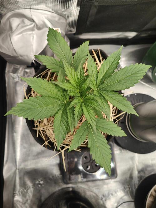 White Widow F1 Hybrid Auto. Week 3
