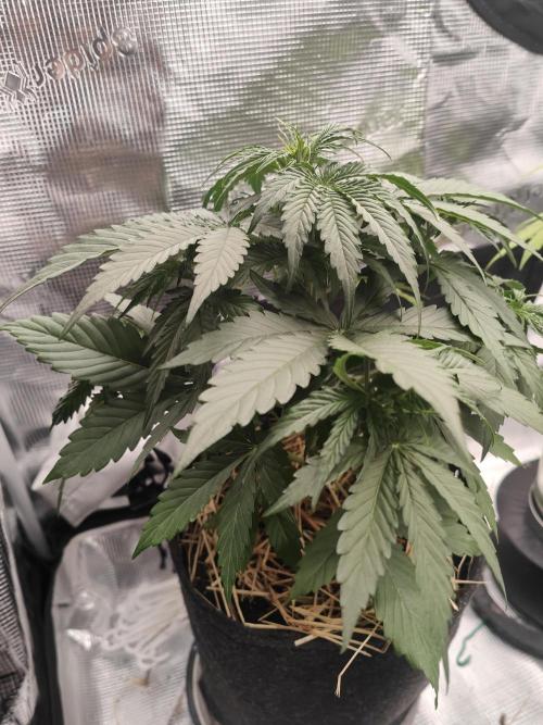 White Widow F1 Hybrid Auto. Week 4