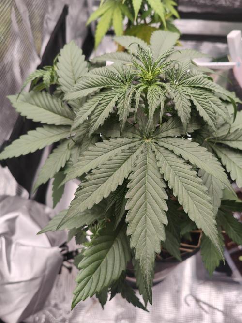 White Widow F1 Hybrid Auto. Week 4
