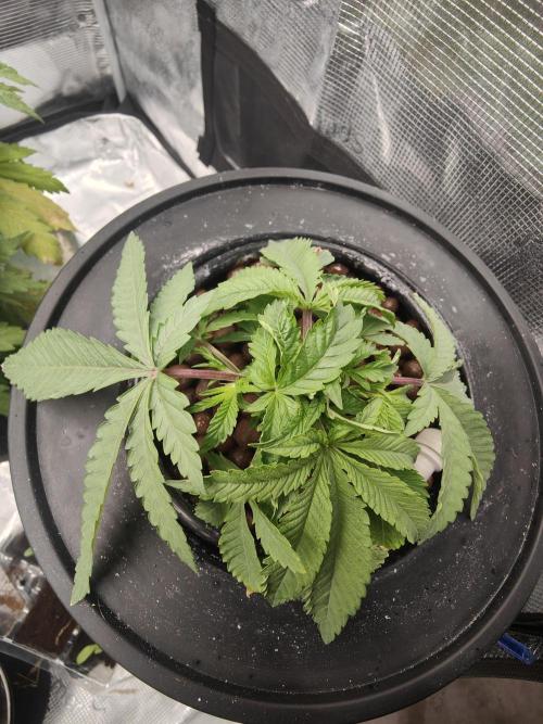 Purple Haze Fem. Week 3 - foto del 12.09.2026