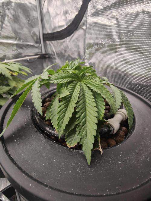 Grow Tent 3x3x6. Week 3
