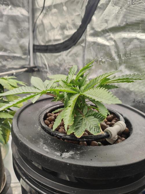 Grow Tent 3x3x6. Week 3
