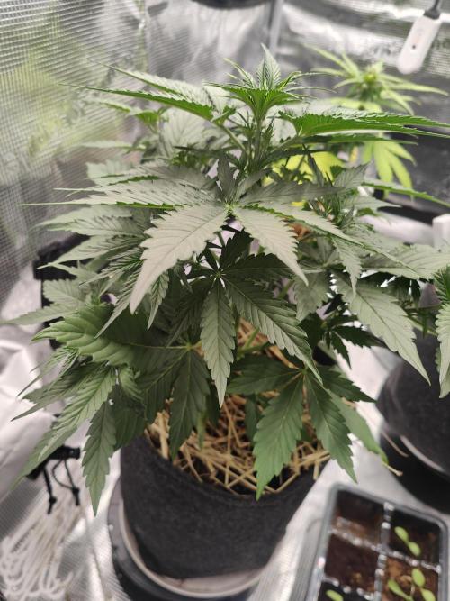White Widow F1 Hybrid Auto. Week 4 - foto del 13.09.2026