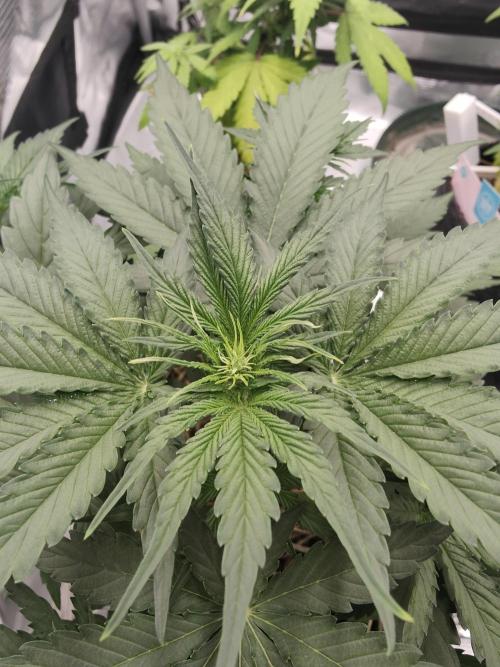White Widow F1 Hybrid Auto. Week 4 - foto del 13.09.2026