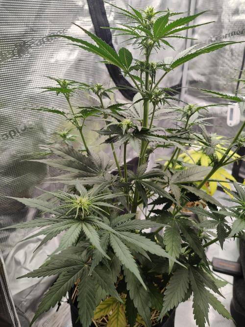 White Widow F1 Hybrid Auto. Week 5