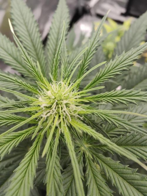White Widow F1 Hybrid Auto. Week 5