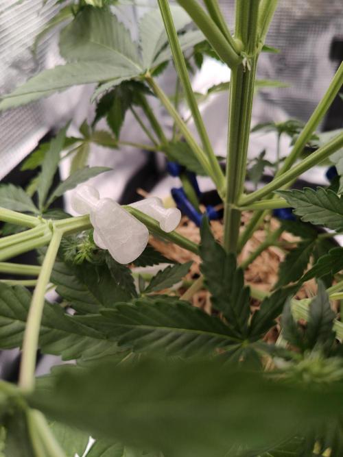 White Widow F1 Hybrid Auto. Week 5