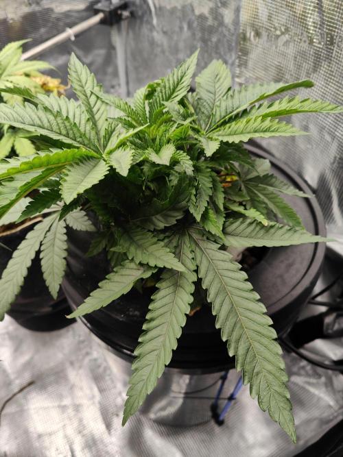 Purple Haze Fem. Week 4