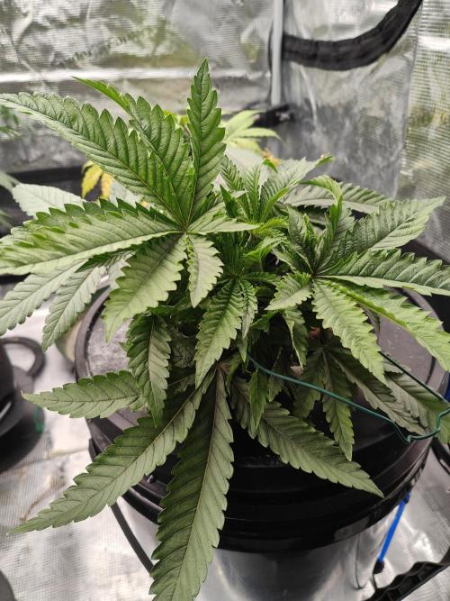 Purple Haze Fem. Week 4