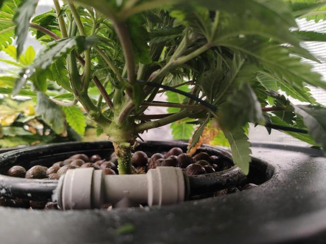Grow Tent 3x3x6. Week 4