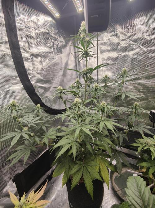 White Widow F1 Hybrid Auto. Week 6