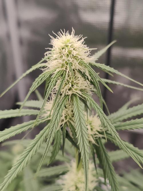 White Widow F1 Hybrid Auto. Week 6
