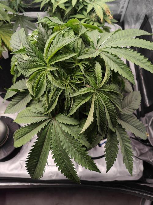 Purple Haze Fem. Week 5