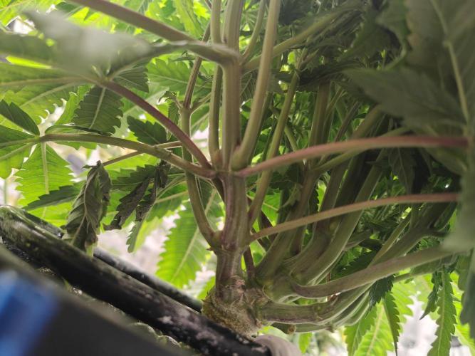 Purple Haze Fem. Week 6