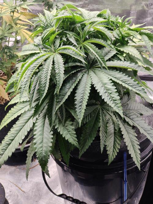 Purple Haze Fem. Week 6