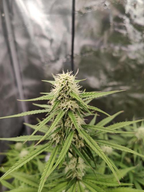 White Widow F1 Hybrid Auto. Week 7