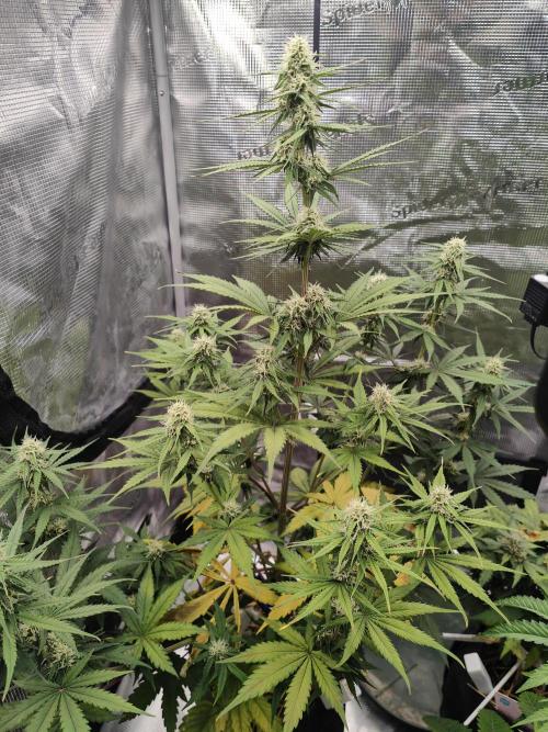 White Widow F1 Hybrid Auto. Week 7