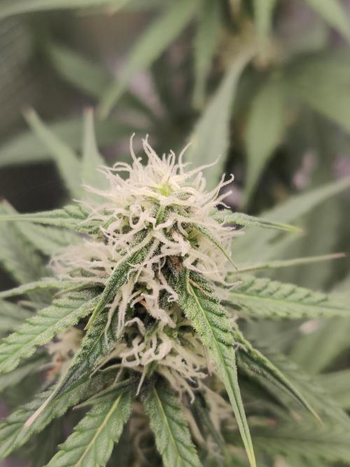 White Widow F1 Hybrid Auto. Week 7