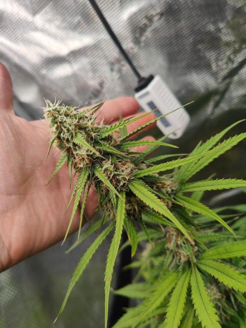 White Widow F1 Hybrid Auto. Week 8
