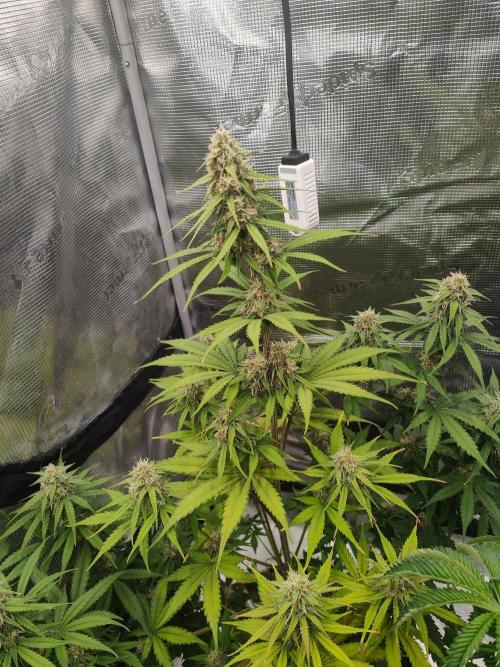 White Widow F1 Hybrid Auto. Week 8