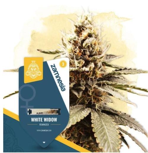 White Widow. Week 0