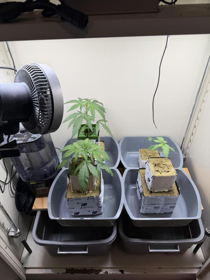 Sin city seeds assorted 4 by 4 grow. Week 4 - Hpp in the back left
Ss front left
Alpine guava back right
Infatuation front rt