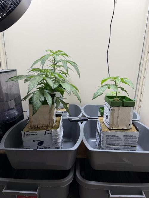 Sin city seeds assorted 4 by 4 grow. Week 5