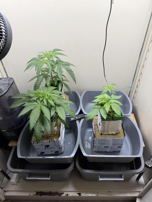 Sin city seeds assorted 4 by 4 grow. Week 5