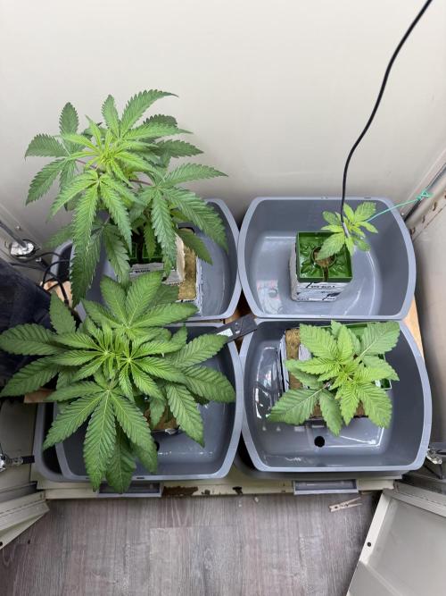 Sin city seeds assorted 4 by 4 grow. Week 5