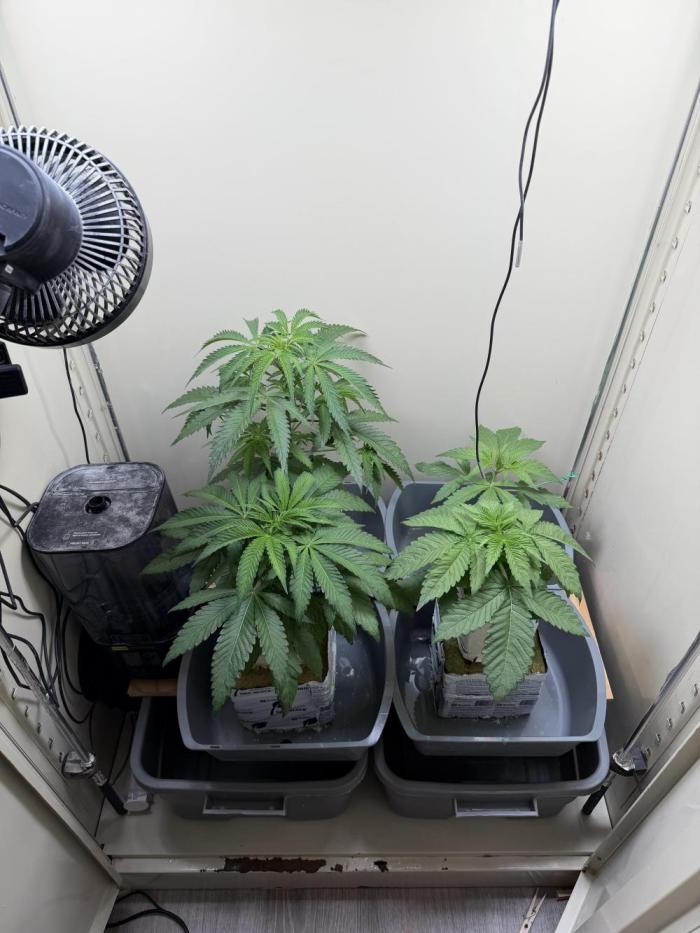 Sin city seeds assorted 4 by 4 grow. Week 6