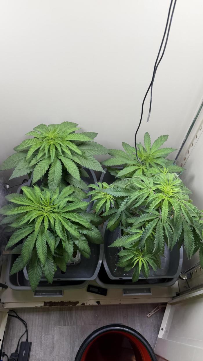 Sin city seeds assorted 4 by 4 grow. Week 7 - Sinsoda frnt left
Infatuation back lft
Hpp frnt rt
Alpine guava back rt