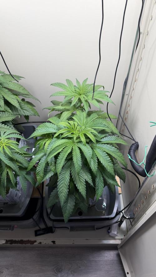 Sin city seeds assorted 4 by 4 grow. Week 8 - Frnt sin soda
Back alpine guava