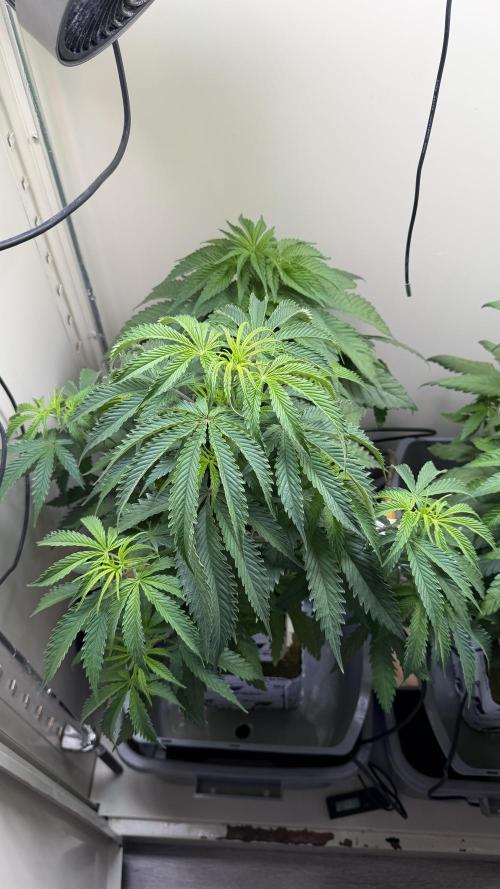Sin city seeds assorted 4 by 4 grow. Week 8 - Front hpp
Back infatuation