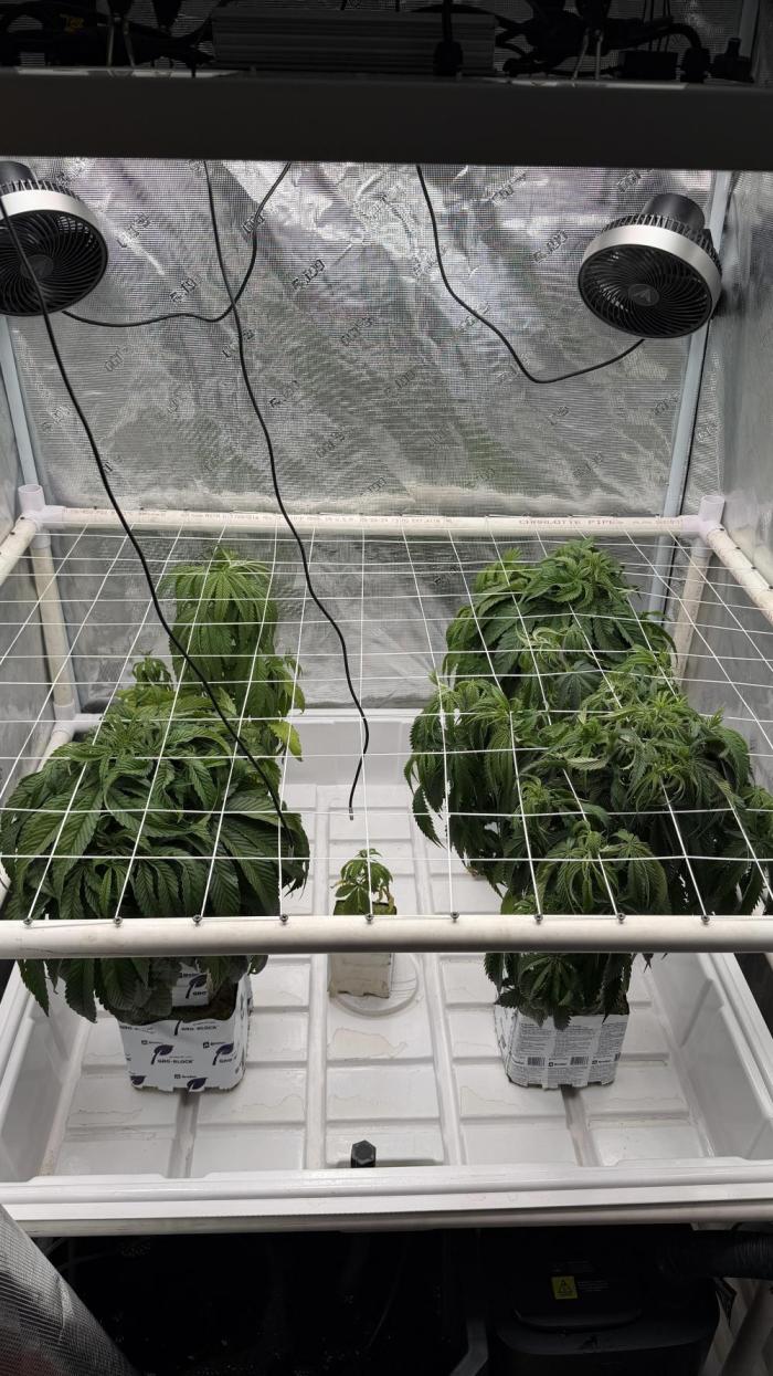 Sin city seeds assorted 4 by 4 grow. Week 9 - Sin soda frnt lft
Alpine guava bk lft
Infatuation bk rt
Hpp frnt rt
