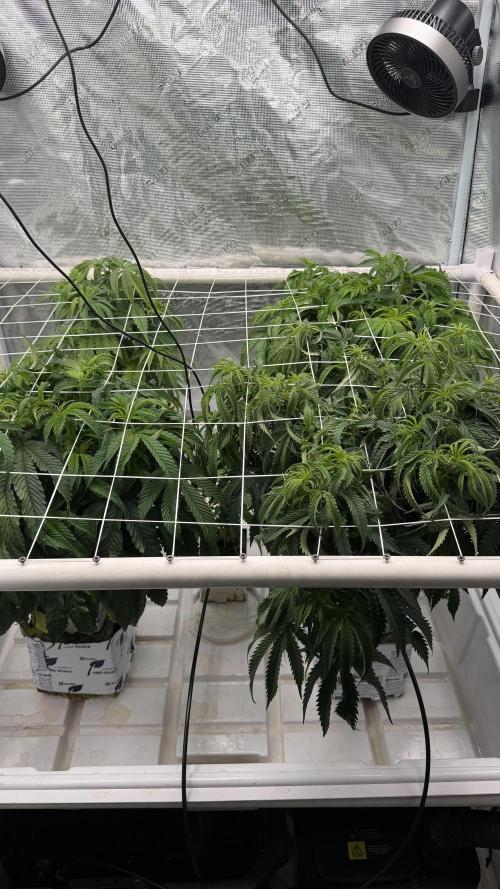 Sin city seeds assorted 4 by 4 grow. Week 10