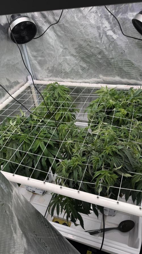 Sin city seeds assorted 4 by 4 grow. Week 10