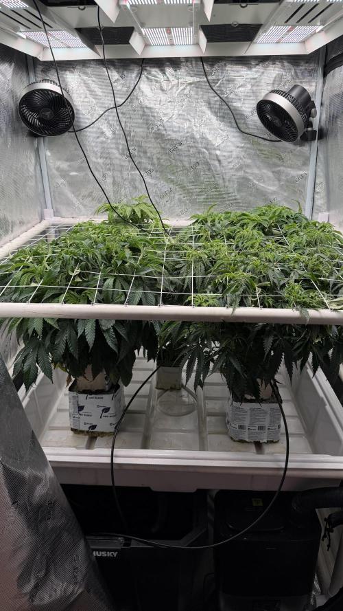 Sin city seeds assorted 4 by 4 grow. Week 11