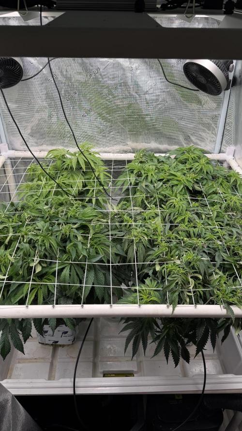 Sin city seeds assorted 4 by 4 grow. Week 11