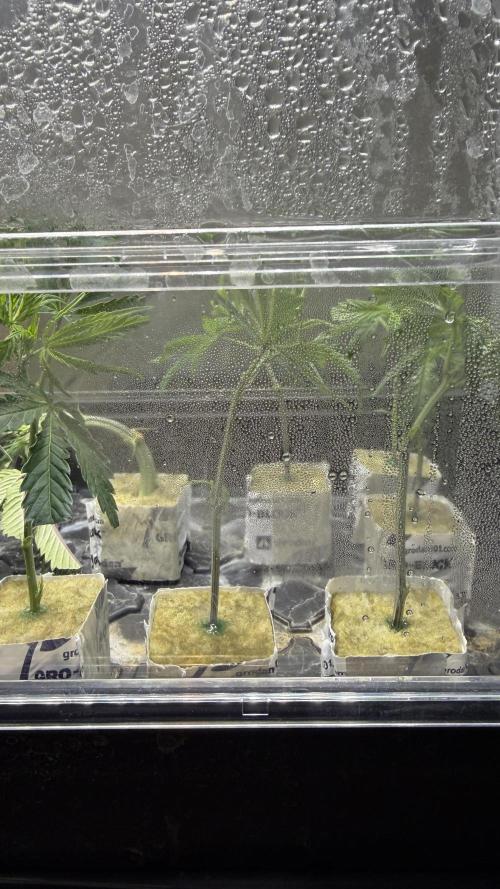 Sin city seeds assorted 4 by 4 grow. Week 11 - Cuttings i took off my hpp today