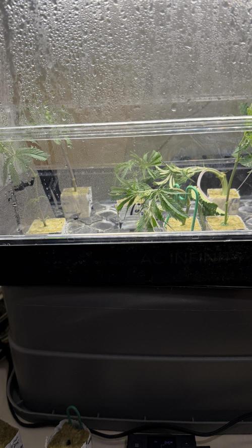 Sin city seeds assorted 4 by 4 grow. Week 11 - Cuttings i took off my hpp 2 days ago, threw 2 out. 2 look great
