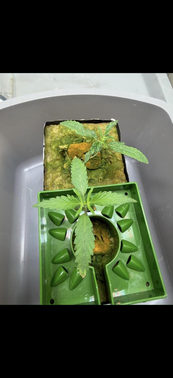 Sin city seeds assorted 4 by 4 grow. Week 2