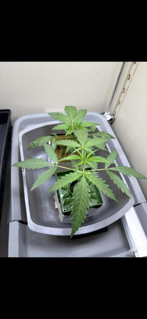 Sin city seeds assorted 4 by 4 grow. Week 3