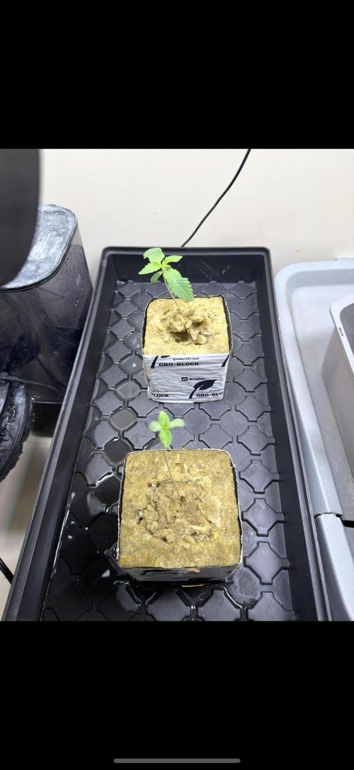 Sin city seeds assorted 4 by 4 grow. Week 3