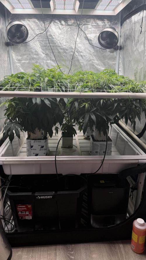 Sin city seeds assorted 4 by 4 grow. Week 12