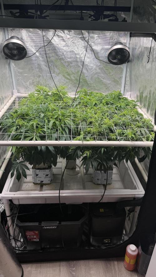 Sin city seeds assorted 4 by 4 grow. Week 12