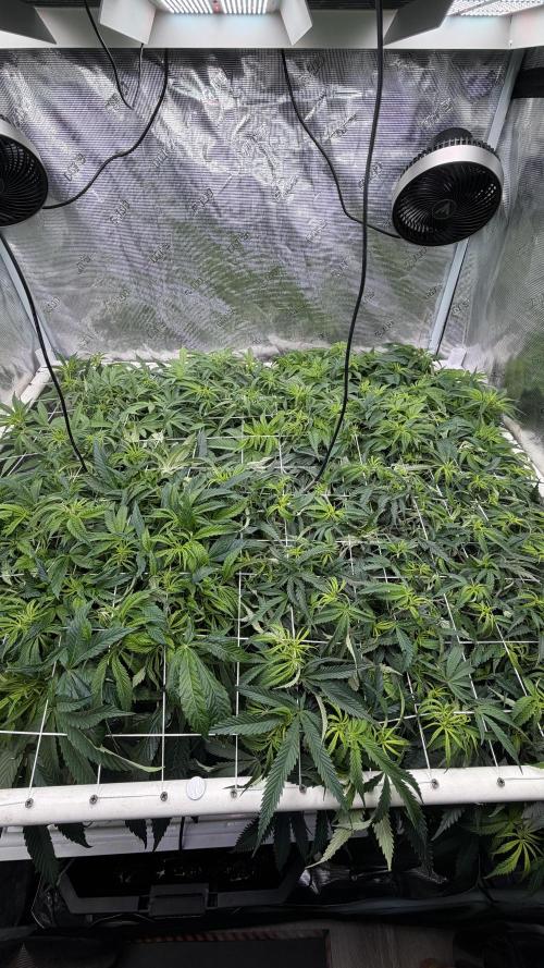 Sin city seeds assorted 4 by 4 grow. Week 13